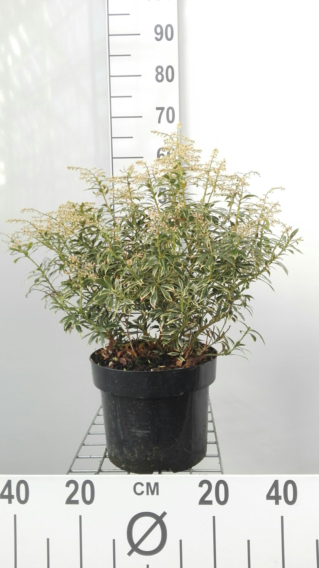 Pieris japonica 'Little Heath' - pot 5L - 30-40 cm