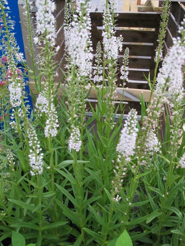 Plantenfiche-Lysimachia-ephemerum