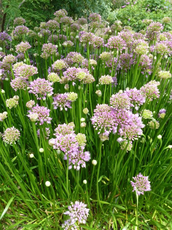 Plantenfiche-Allium-Millennium-