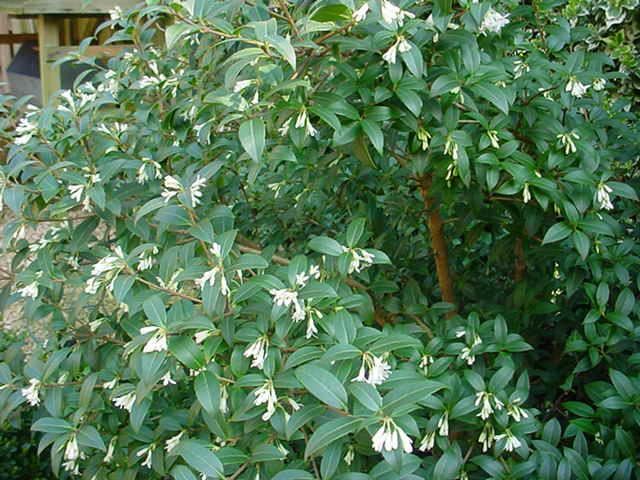Plantenfiche-Osmanthus-x-burkwoodii
