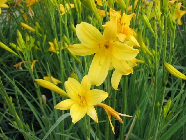 Plantenfiche-Hemerocallis-lilioasphodelus