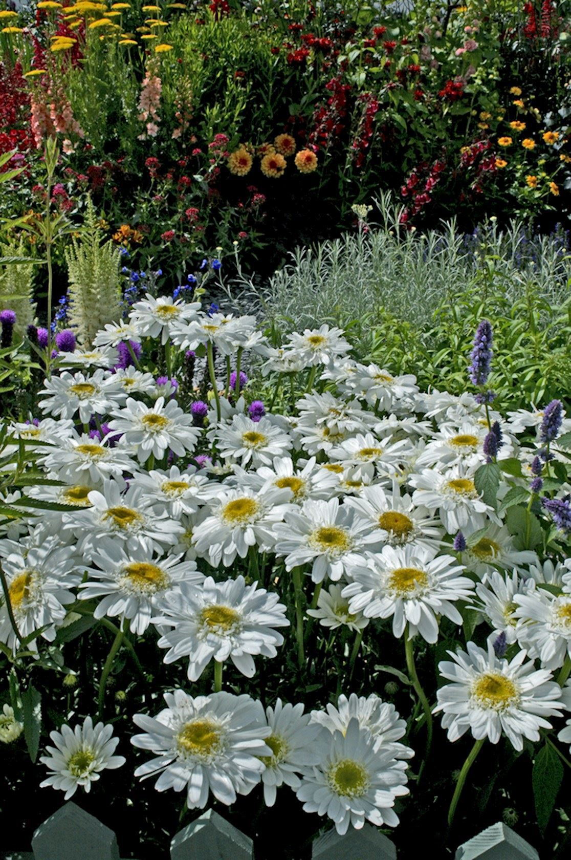 Plantenfiche-Leucanthemum-Wirral-Supreme-