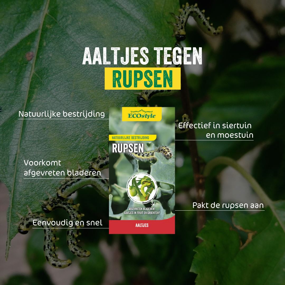 Aaltjes-FC-tegen-aardrups-10-mln-60-m2