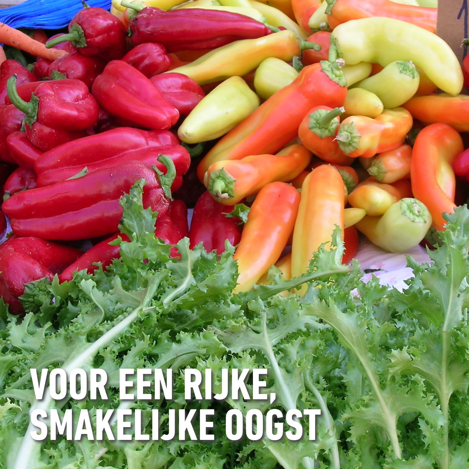 Compo-roze-korrels-5kg