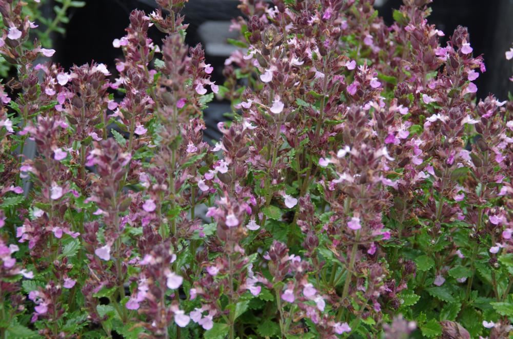 Plantenfiche-Teucrium-x-lucidrys