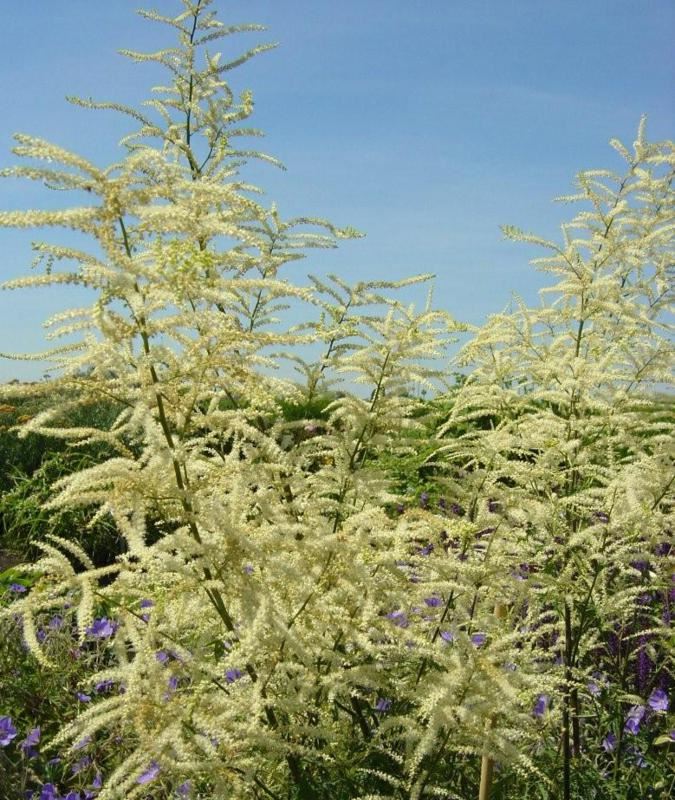 Plantenfiche-Aruncus-dioicus-Kneiffii-