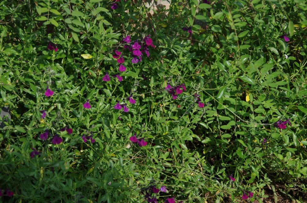 Plantenfiche-Salvia-Nachtvlinder-