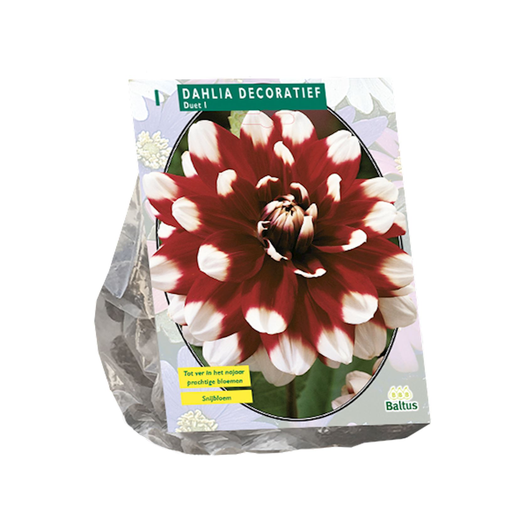dahlia-decoratief-duet-per-1