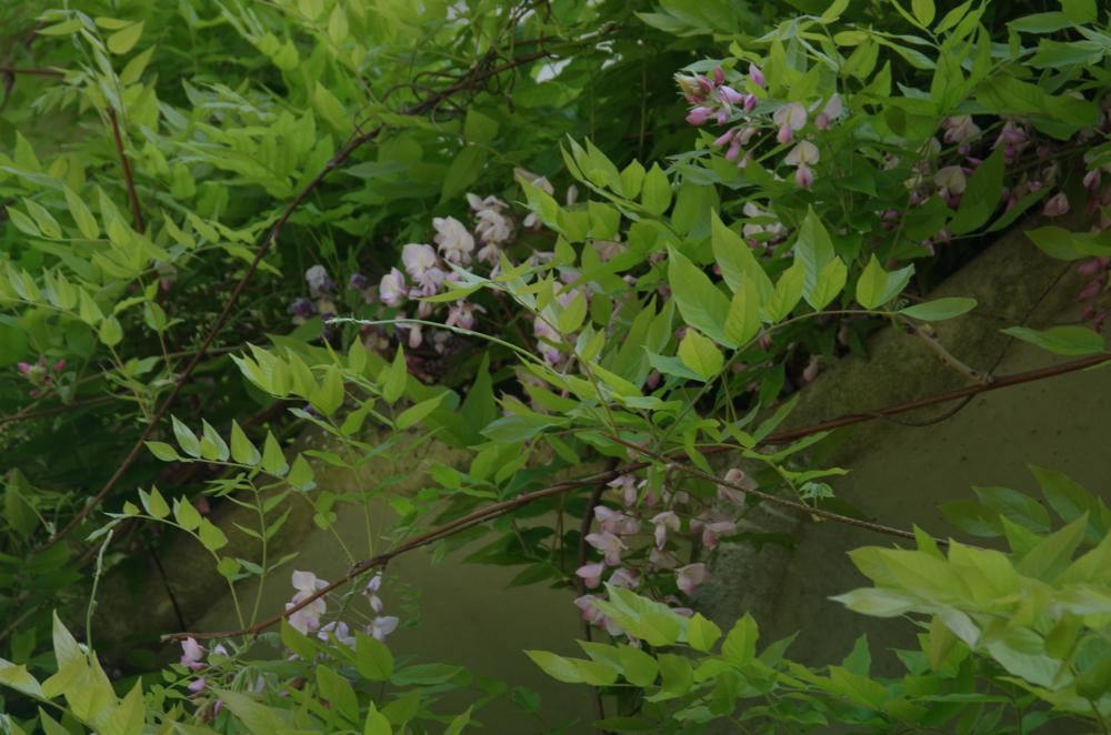 Plantenfiche-Wisteria-brachybotrys-Showa-beni-