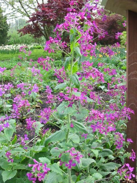 Plantenfiche-Lunaria-annua