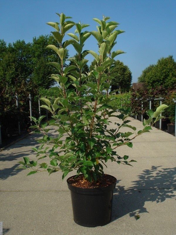 Malus 'Evereste' - pot 12L - 100-125 cm