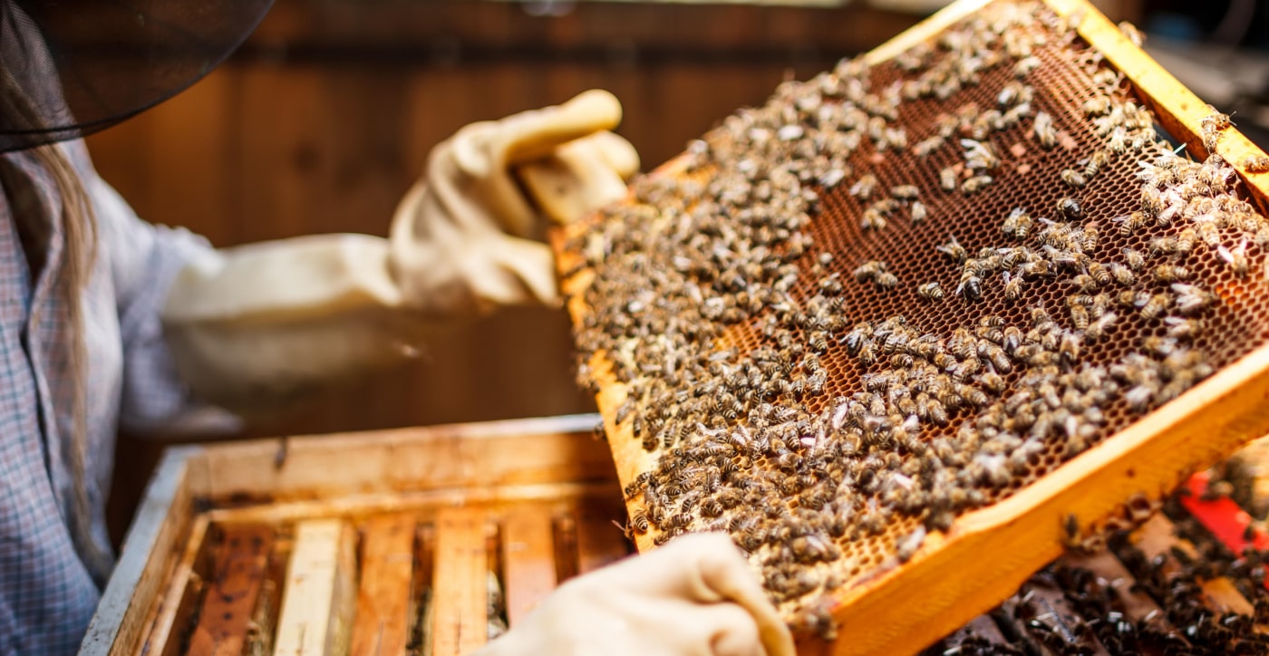 imker met bijenkorf vol bijen