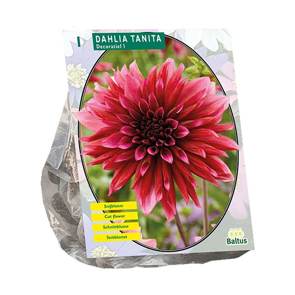 Dahlia-Decoratief-Tanita-per-1