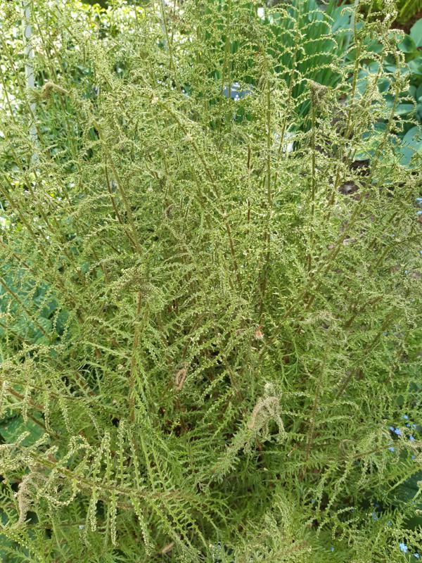 Plantenfiche-Dryopteris-filix-mas-Linearis-Polydactyla-