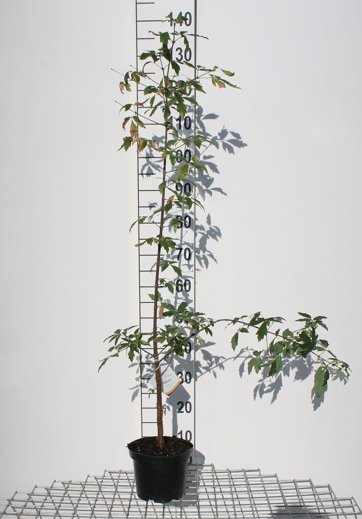 Acer griseum - pot - 60-80 cm