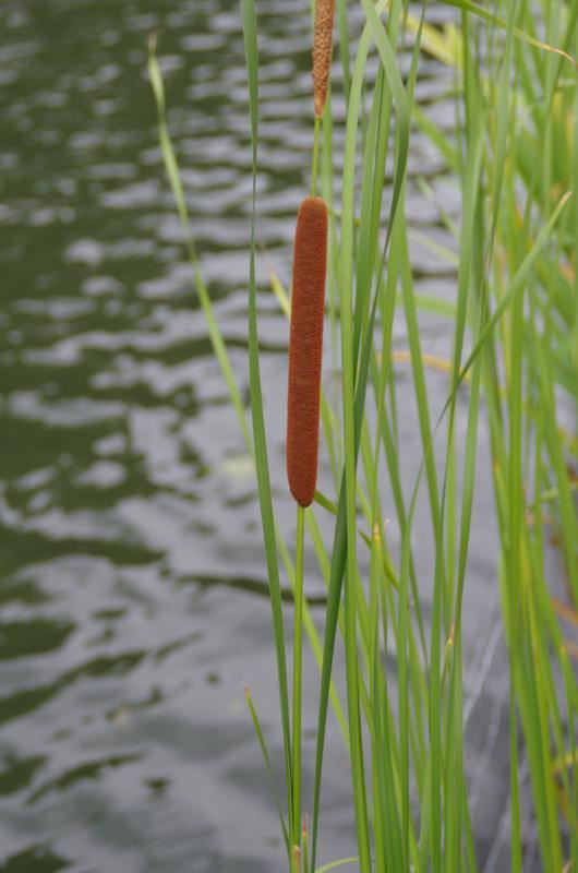 Plantenfiche-Typha-angustifolia