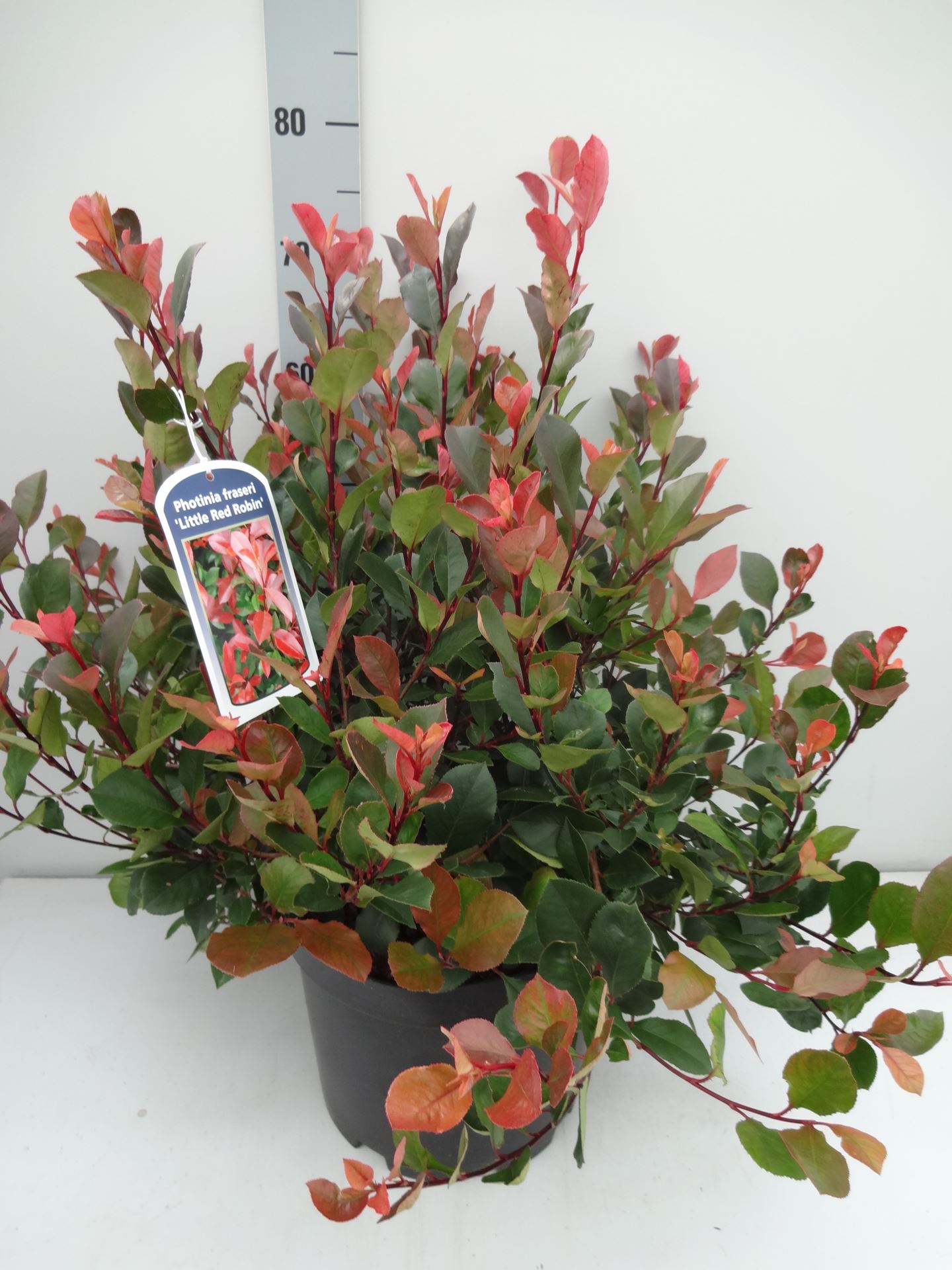 Photinia x fraseri 'Little Red Robin' - pot 10L - 40-50 cm