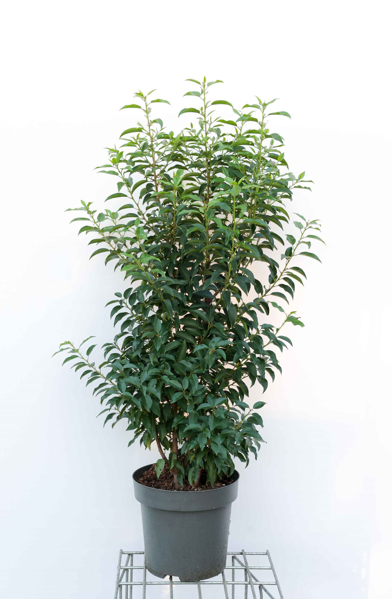 Prunus lusitanica 'Angustifolia' - pot 15L - 100-125 cm