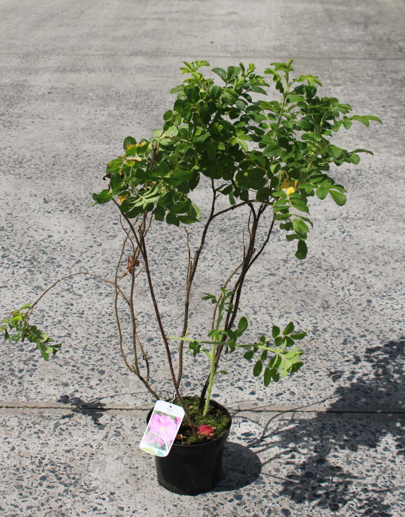 Rosa rugosa - pot - 40-60 cm