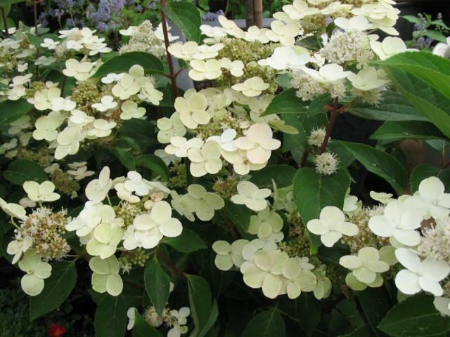 Plantenfiche-Hydrangea-paniculata-Dharuma-