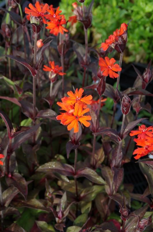 Plantenfiche-Lychnis-x-arkwrightii-Vesuvius-