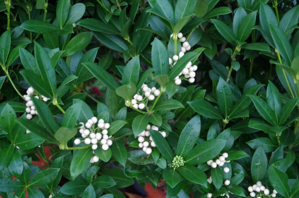 Plantenfiche-Skimmia-japonica-Kew-White-
