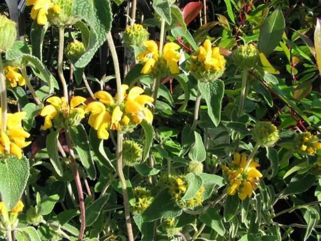 Plantenfiche-Phlomis-fruticosa