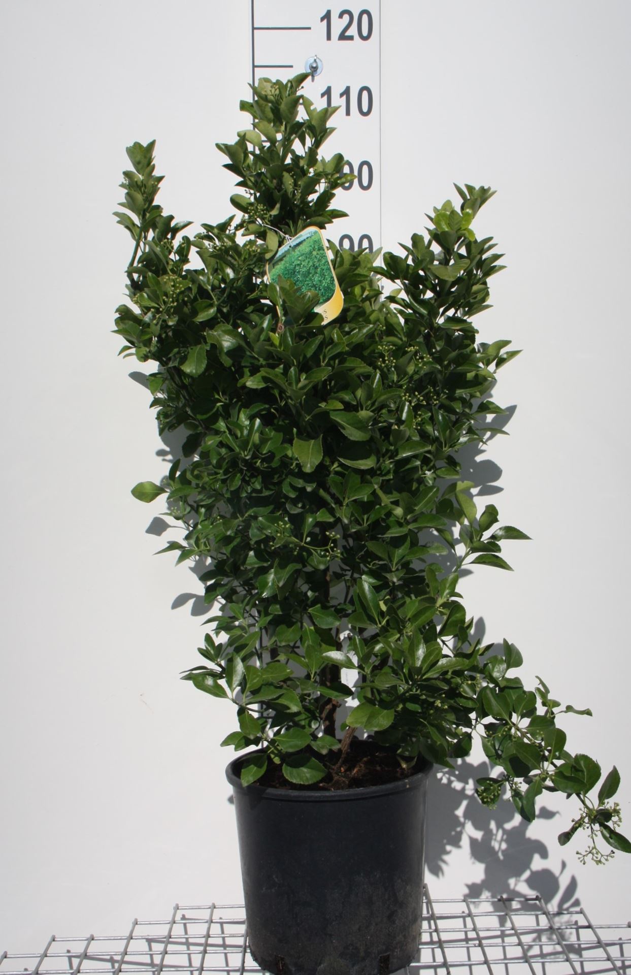 Euonymus japonicus - pot 10L - 60-80 cm