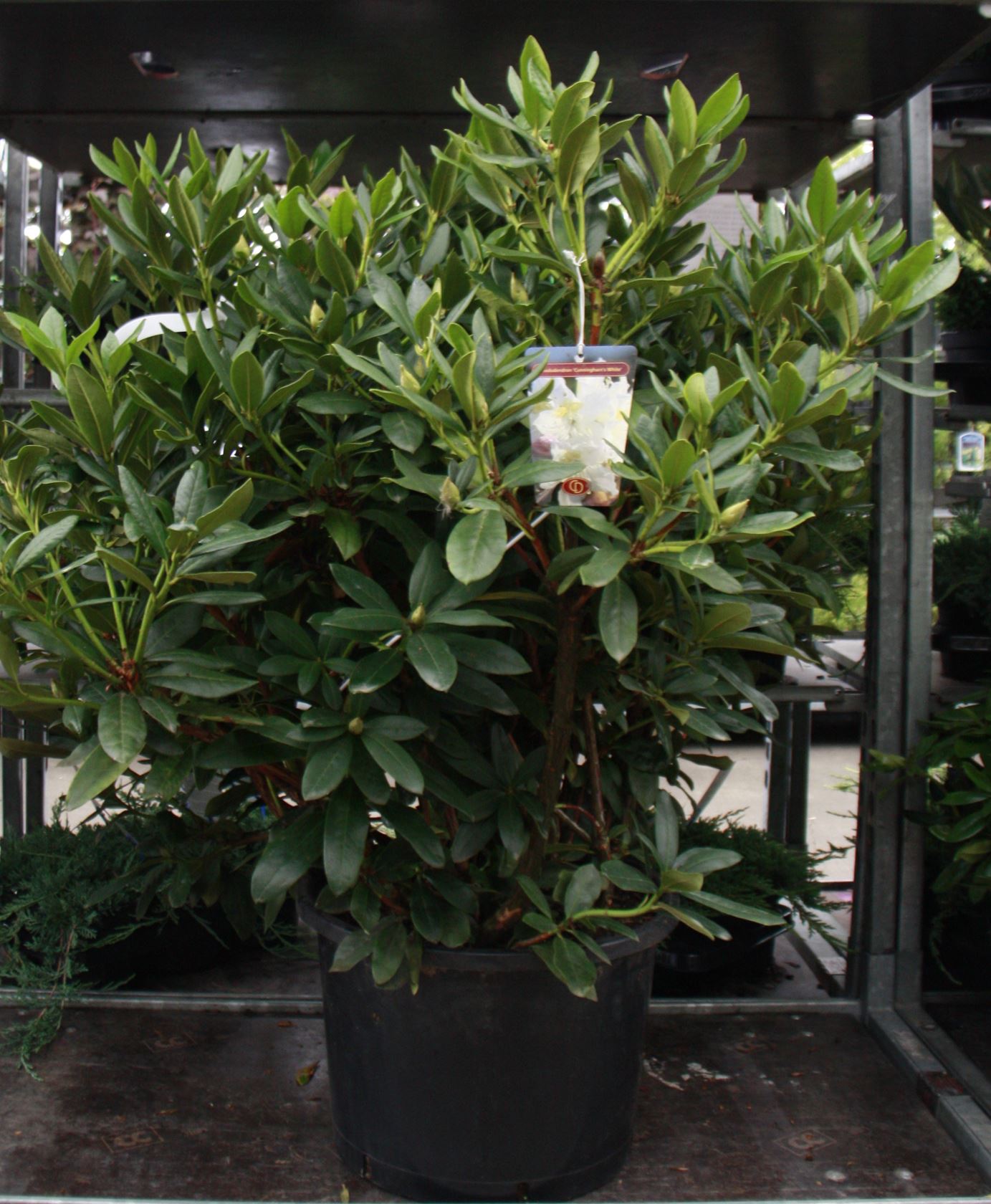 Rhododendron 'Cunningham's White' - pot 30L - 80-100 cm