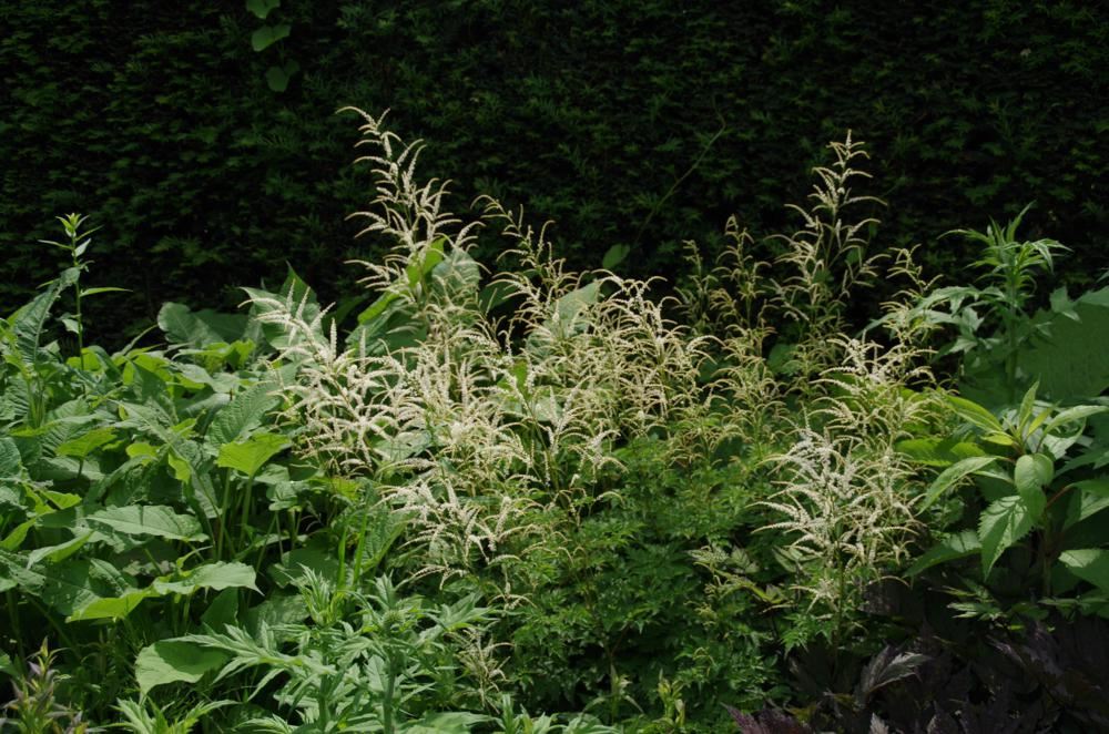 Plantenfiche-Aruncus-Horatio-