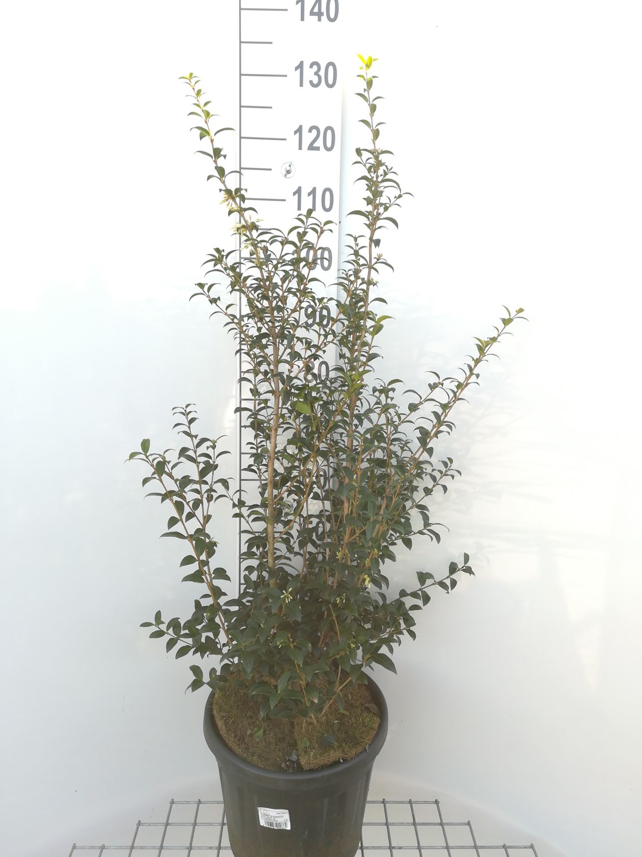 Osmanthus x burkwoodii - pot 15L - 80-100 cm - struik