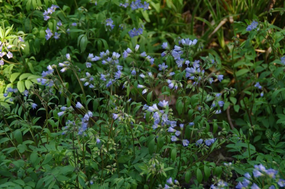 Plantenfiche-Polemonium-reptans-Blue-Pearl-