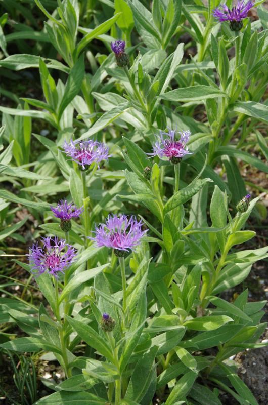 Plantenfiche-Centaurea-montana-Coerulea-