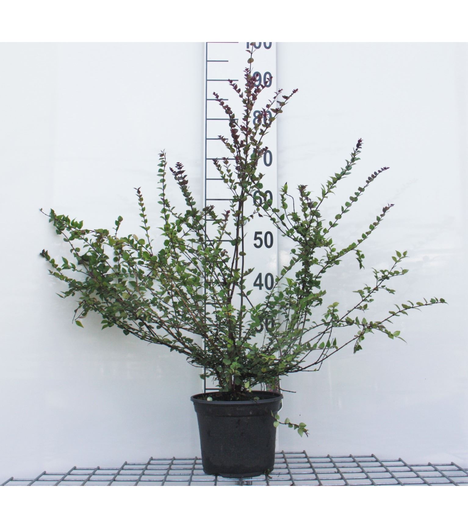Lonicera nitida 'Red Tips' - pot - 20-25 cm