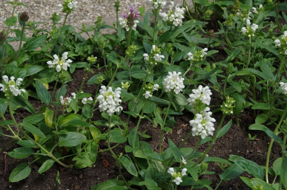 Plantenfiche-Prunella-grandiflora-Alba-