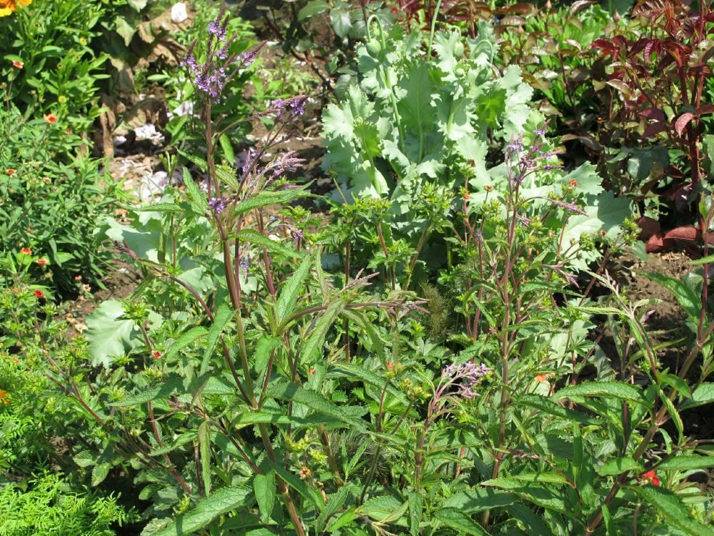 Plantenfiche-Verbena-hastata