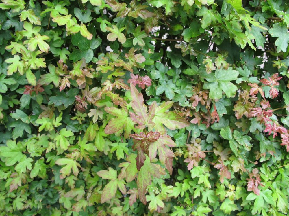 Plantenfiche-Acer-campestre-Spaanse-aak-