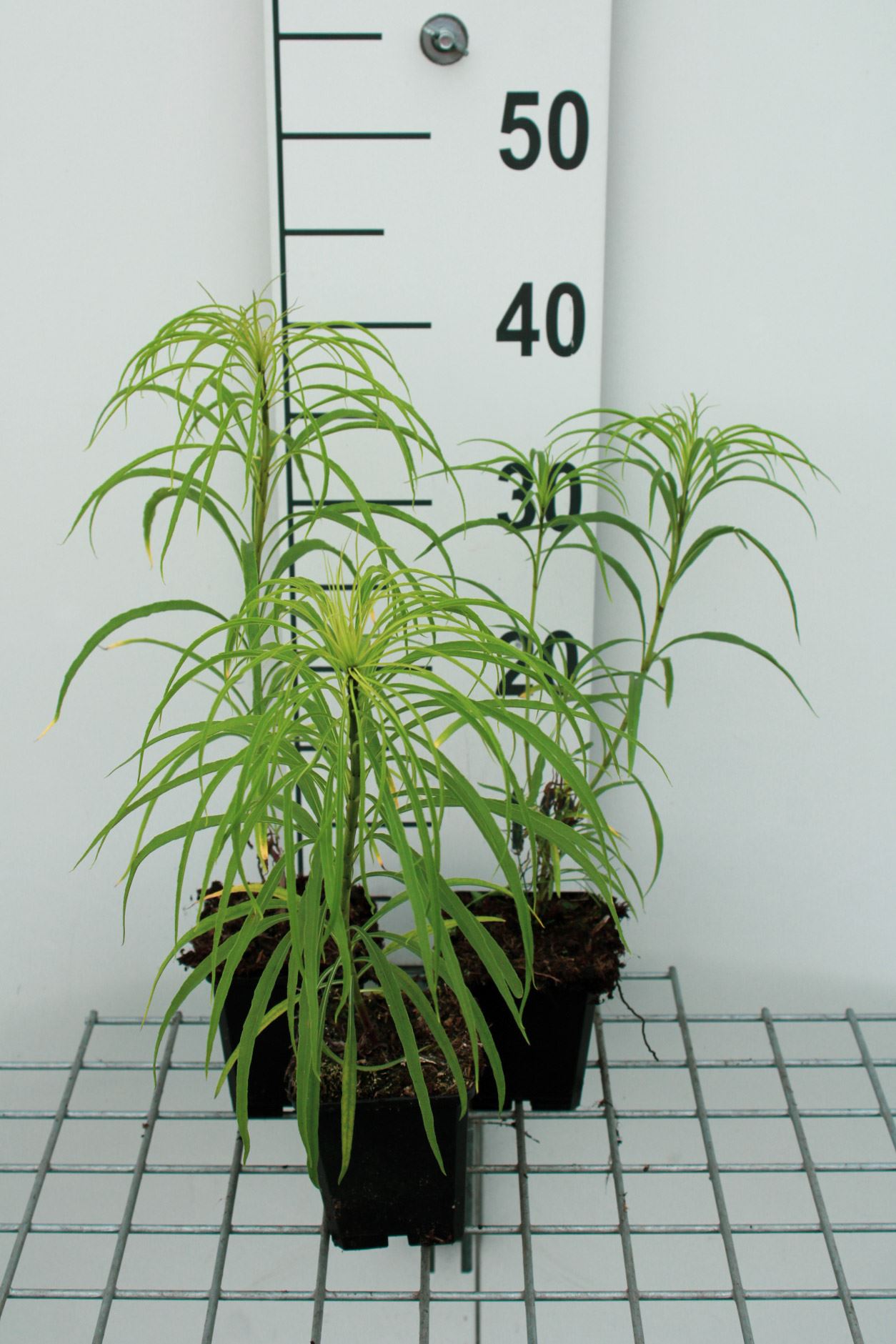 Helianthus salicifolius - pot 9x9 cm