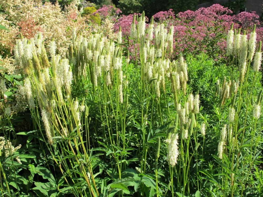 Plantenfiche-Sanguisorba-canadensis