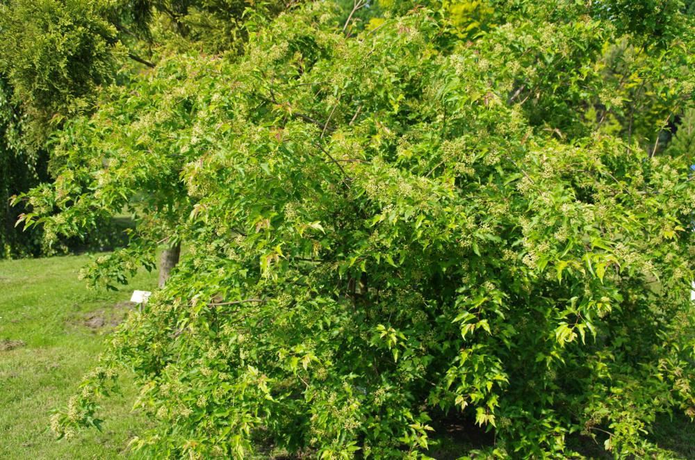 Plantenfiche-Acer-tataricum-subsp-ginnala