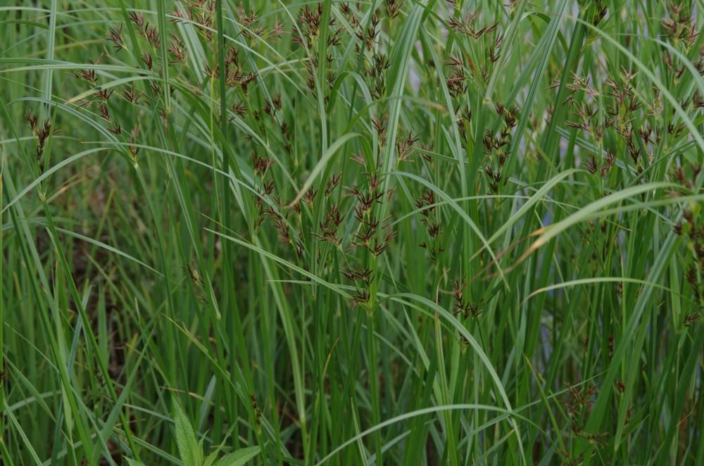 Plantenfiche-Cyperus-longus