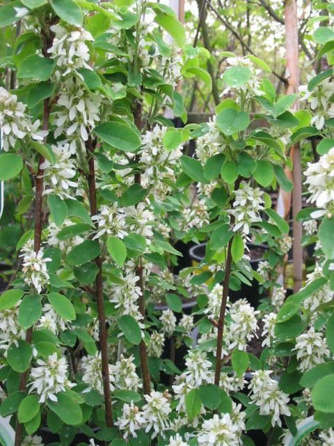 Plantenfiche-Amelanchier-alnifolia-Obelisk-