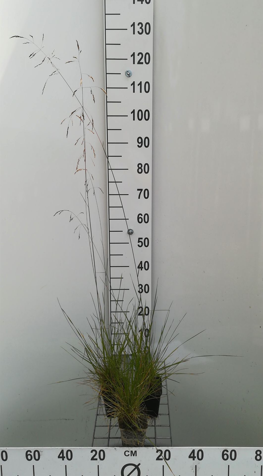 Deschampsia cespitosa - pot 9x9 cm