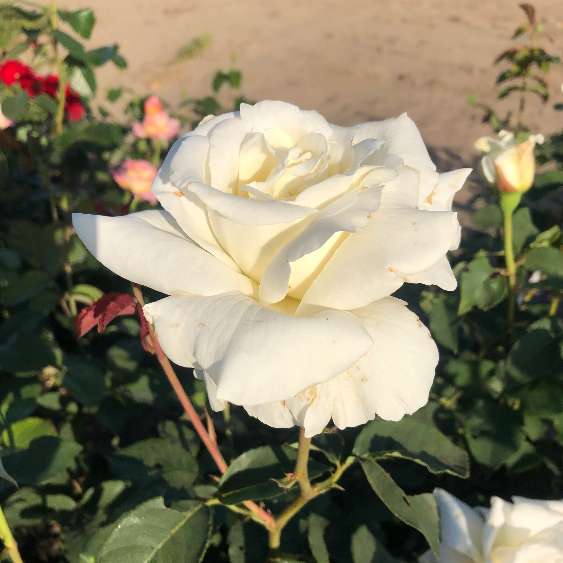 Rosa 'Lenip' (Pascali) - racines nues