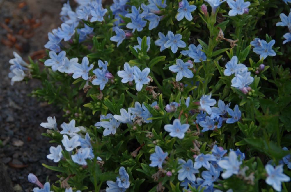 Plantenfiche-Lithodora-diffusa-Cambridge-Blue-