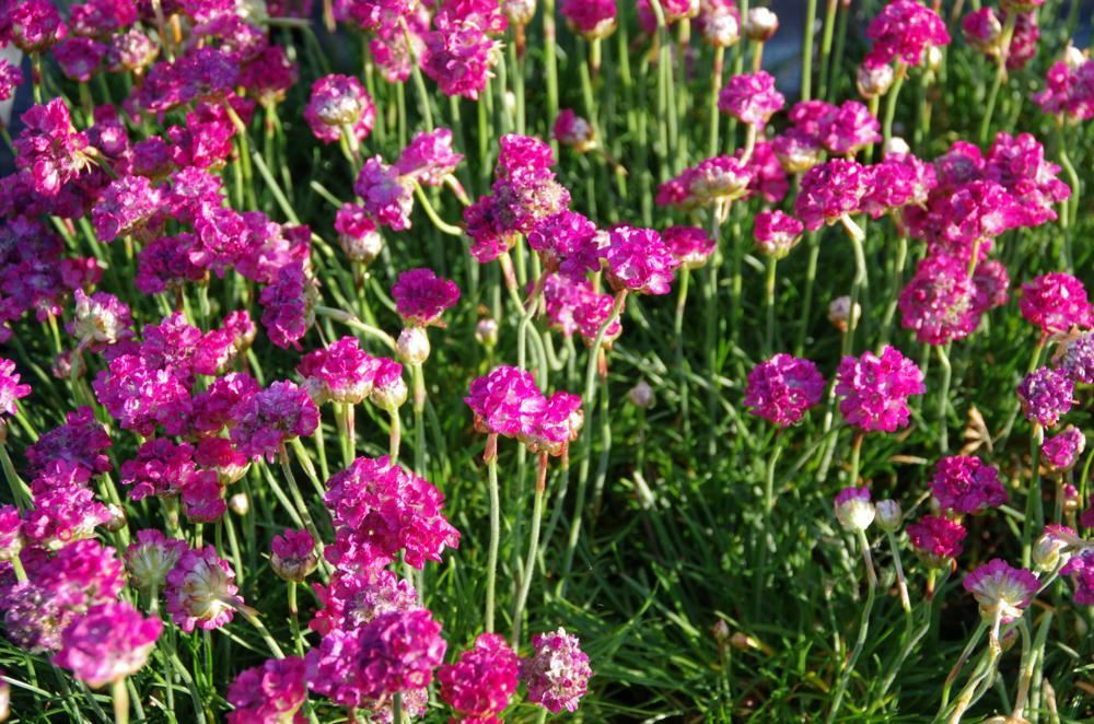 Plantenfiche-Armeria-maritima-Splendens-Perfecta-