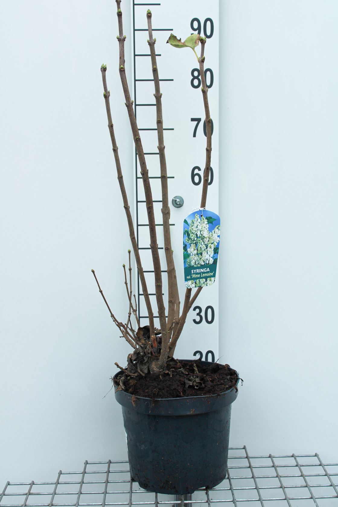 Syringa vulgaris 'Mme Lemoine' - pot 10L - 70-80 cm