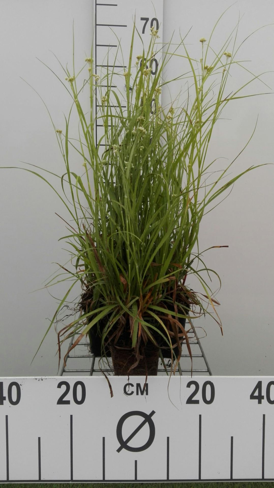 Luzula nivea - pot 9x9 cm