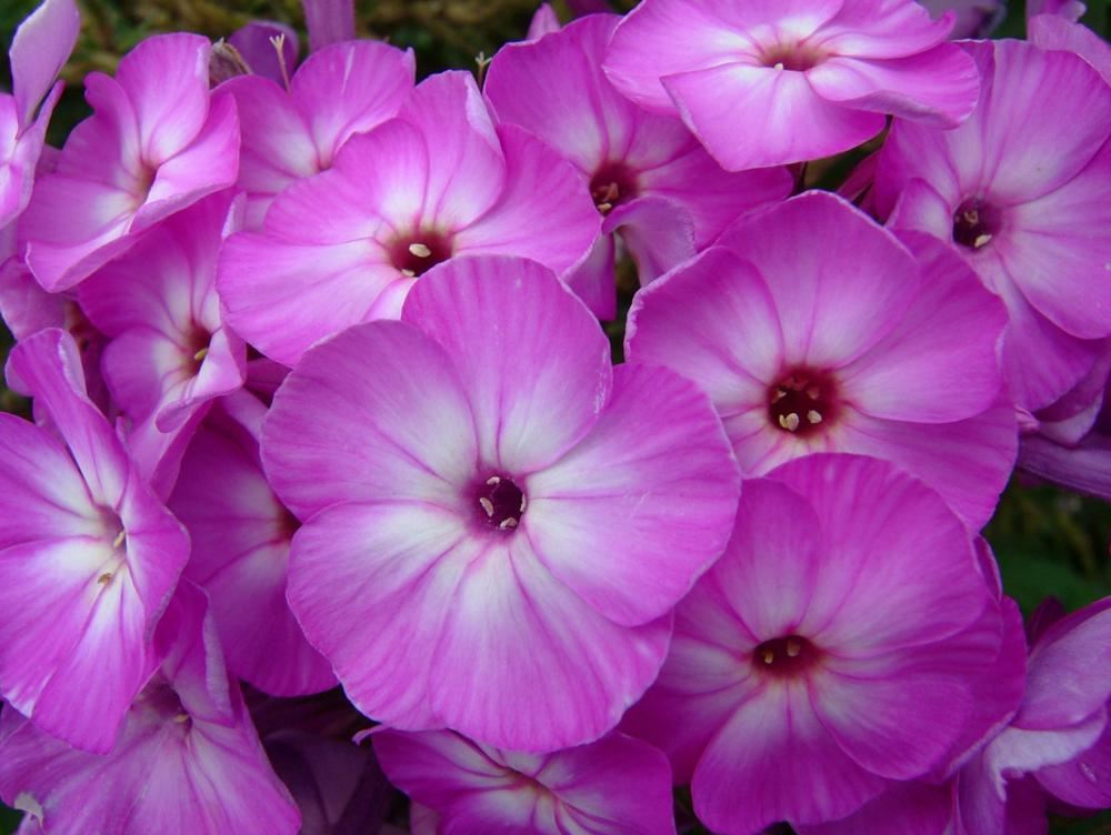 Plantenfiche-Phlox-Barthirtythree-