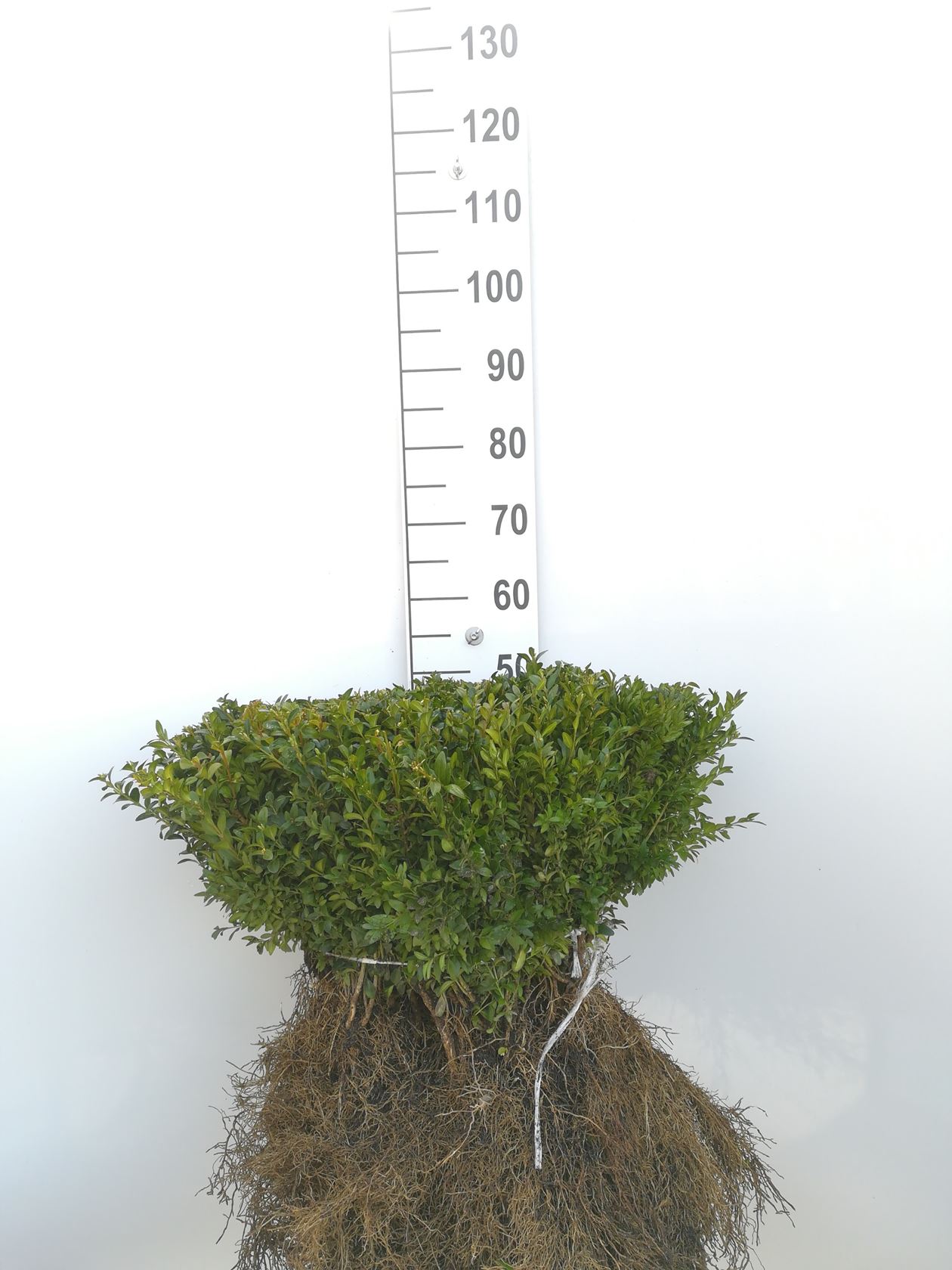 Buxus sempervirens - racines nues - 25-30 cm - Touffu